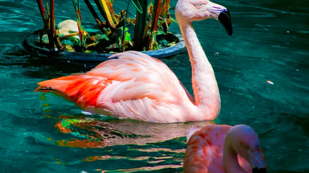two flamingos swimming in a pond with plants