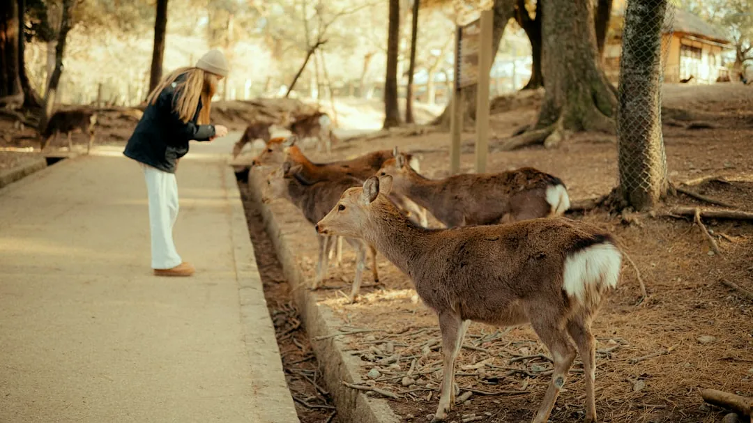 Woman feeds deer in a park setting.